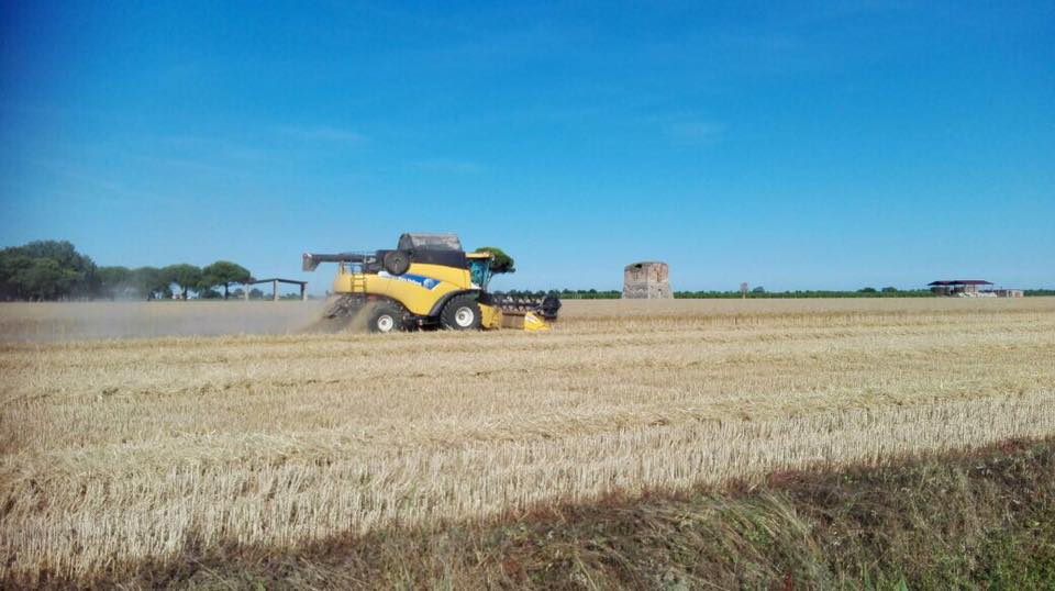CAB di Ravenna: raccolto di cereali record. Permane la pesante incognita dei prezzi.