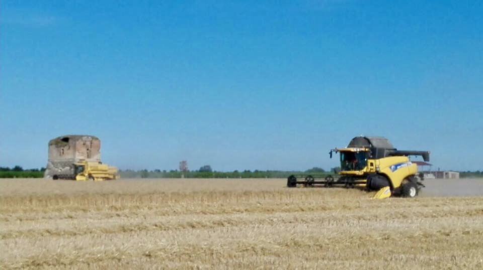 CAB: “Anno difficile per i cereali, buona la qualità ma rese in calo”
