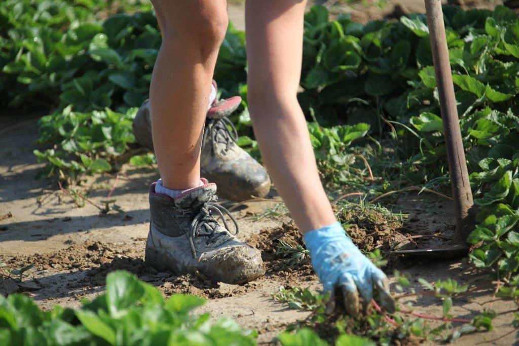Le Cooperative Braccianti di Ravenna sono entrate nella “Rete del Lavoro Agricolo di Qualità”