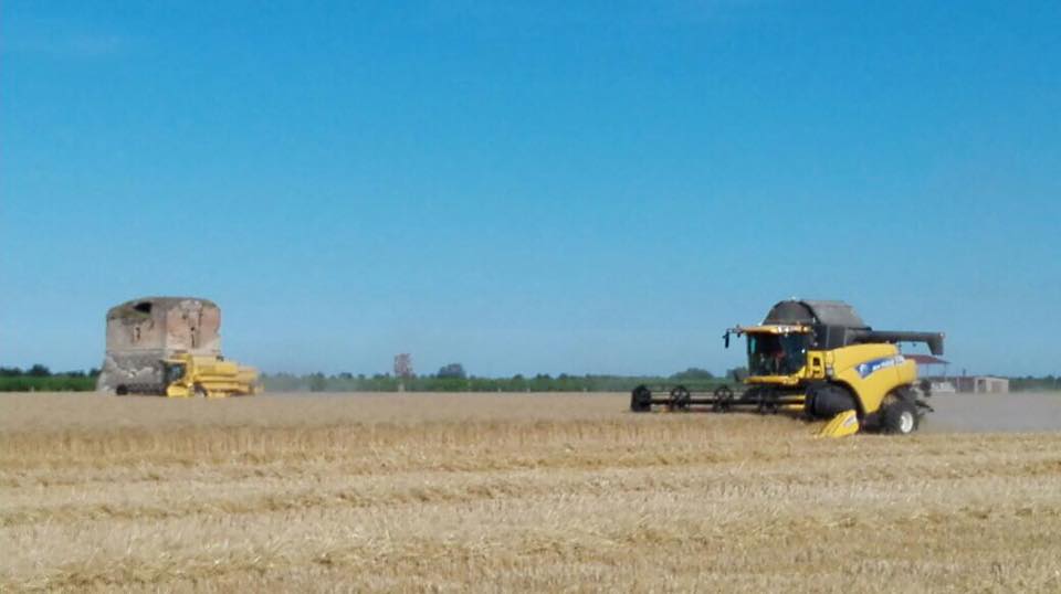 2020, buone produzioni per i cereali, con volumi in lieve calo rispetto al 2019. Ottima la qualità. Unica nota dolente: i prezzi.