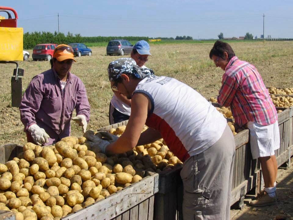 “L’UE rimetta al centro il lavoro regolare in agricoltura”