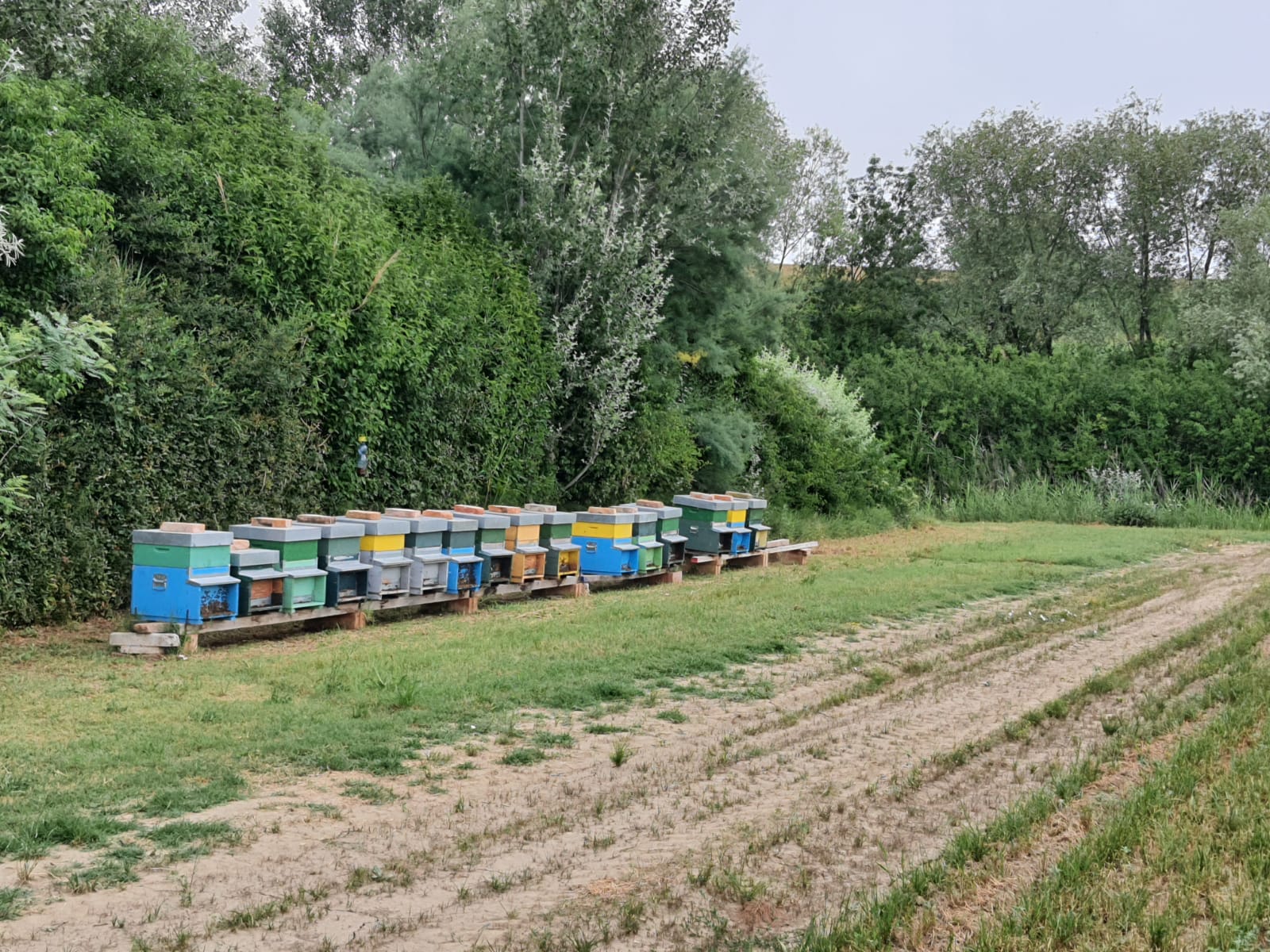 Cab, 30 apicoltori in campo: una simbiosi all’insegna della sostenibilità