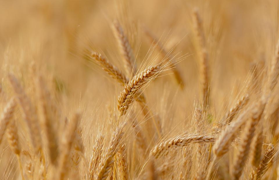 Ottimo risultato per l’orzo nella campagna cereali delle CAB