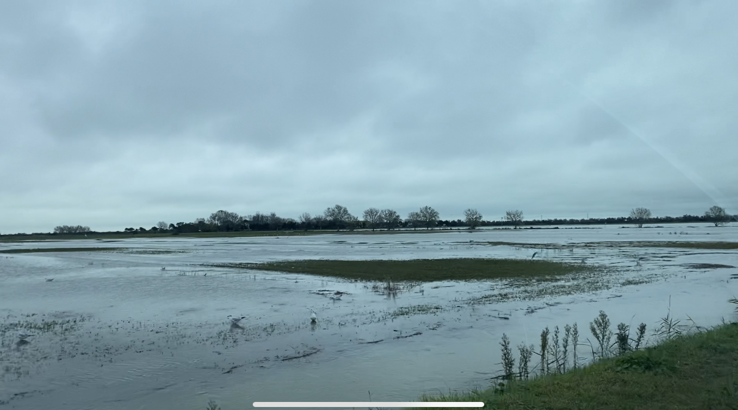 Vasta distesa d'acqua che sommerge i campi della pianura ravennate, con gabbiani