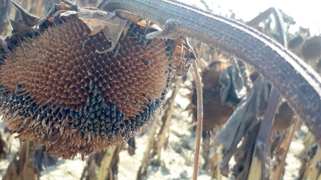 Calatidi di girasole secche e svuotate dei semi dalla fauna selvatica in un campo