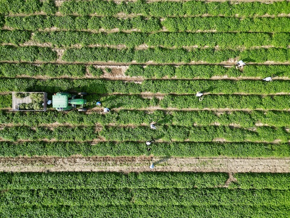 Veduta aerea di un campo delle CAB con trattore e lavoratori al raccolto tra i filari
