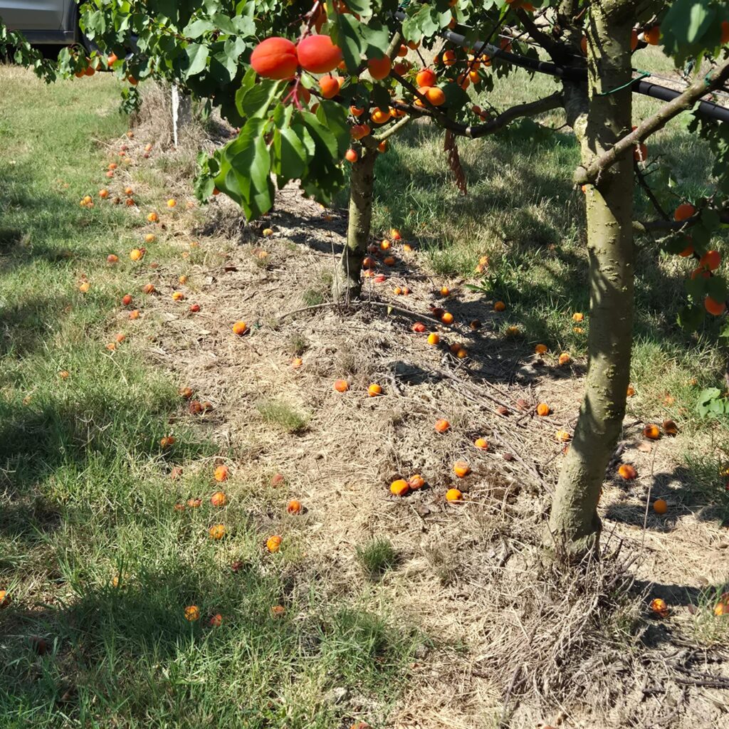 Albicocche mature cadute a terra ai piedi degli alberi in un frutteto colpito dal caldo estremo