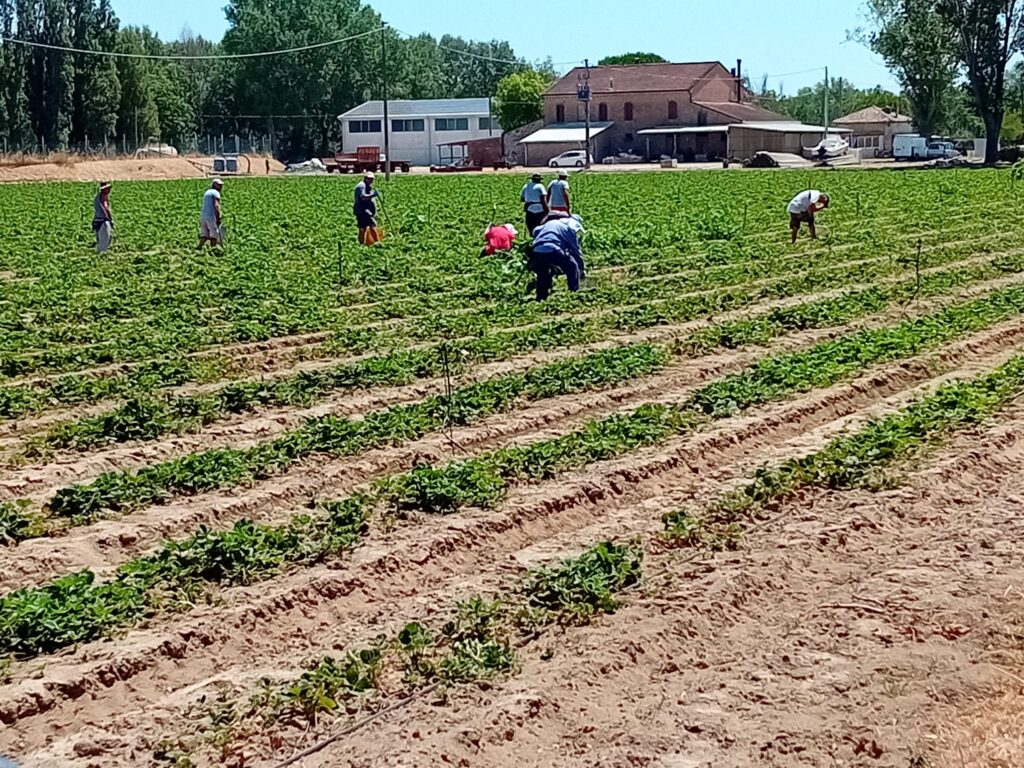 Squadra di lavoratori agricoli al lavoro chini tra i filari di un campo, sullo sfondo un casolare