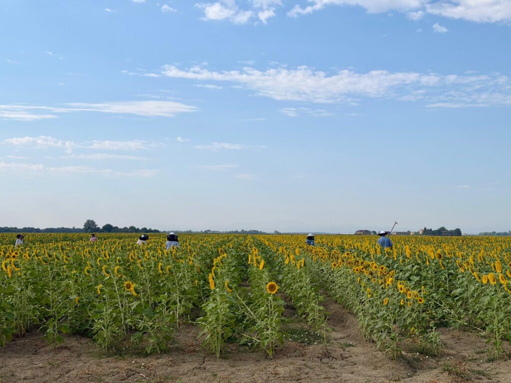 Lavoratori agricoli con copricapo al lavoro tra i filari di un campo di girasoli sotto il cielo estivo