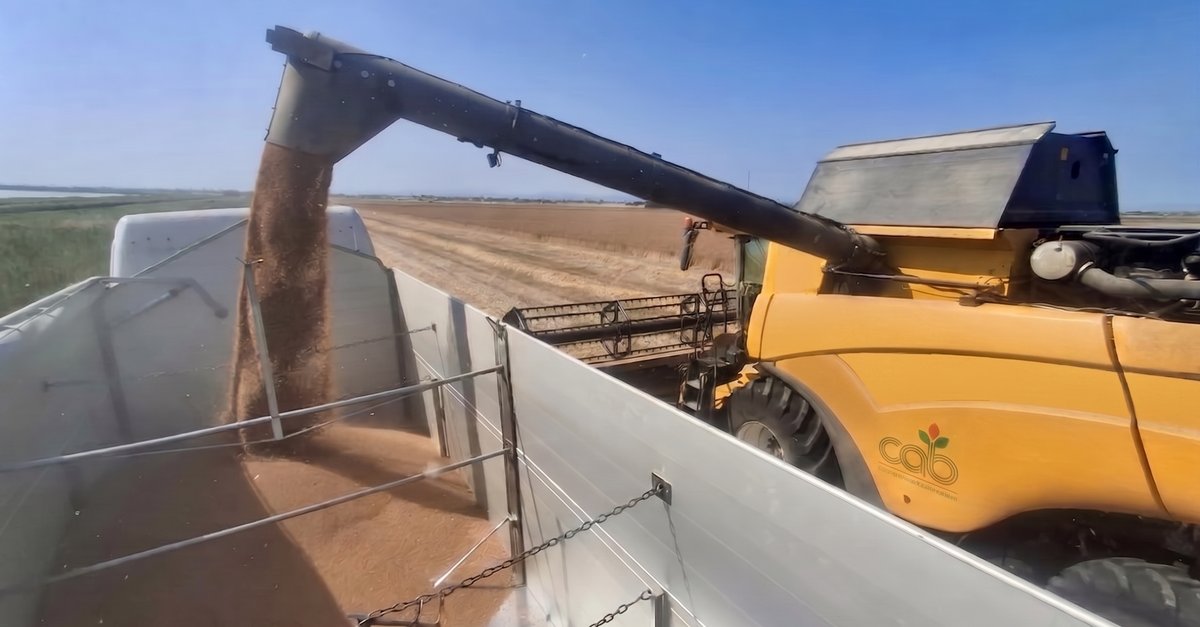 Cereali CAB: nonostante il clima, raccolto in ripresa ma prezzi ancora gravemente insufficienti.