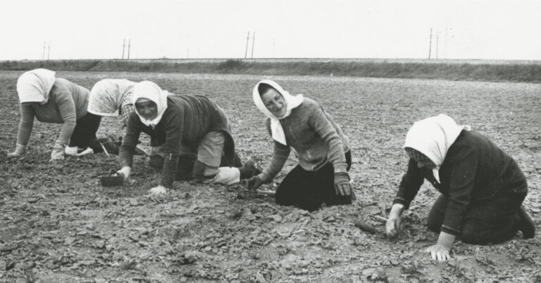 Donne braccianti al lavoro nei campi